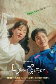 Hoa Nở Trên Cát