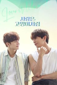 Tình Yêu Như Một Chú Mèo